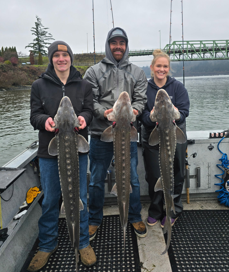 Keeper sturgeon in the Bonneville Pool have to be between 38 and 54 inches, fork-length, in order to be kept. Even though retention is usually closed, catch and release fishing is allowed year-round. (Photo couresy Marvin&iacute;s Guide Service)