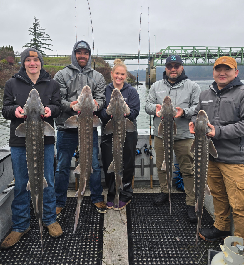 Limits of keeper sturgeon were the norm for the Bonneville sturgeon retention fishery on Monday. The success rate was 62 percent. (Photo courtesy Marvin&rsquo;s Guide Service)