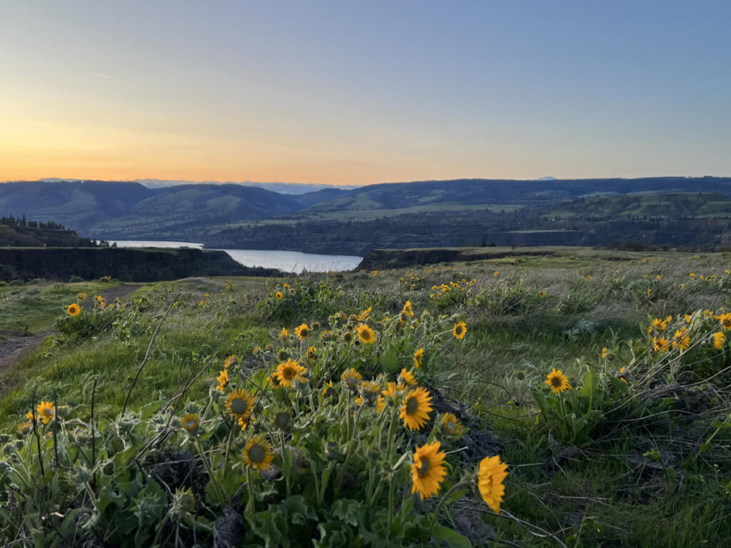The sun sets on the Rowena Crest area near Mosier, Ore., in April 2025. (Jessica Prokop/The Columbian)