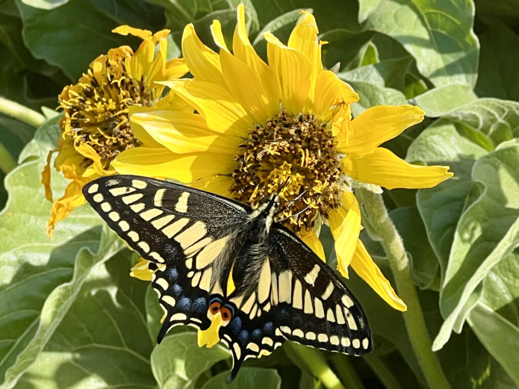 An Anise Swallowtail butterfly rests on balsamroot in the Columbia River Gorge in April 2025. (Jessica Prokop/The Columbian)