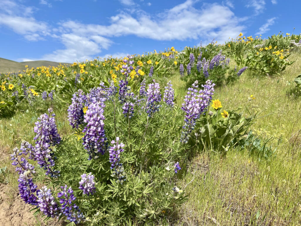 Lupine and balsamroot in bloom at vast, rolling Columbia Hills State Park in the eastern Gorge in April 2025. (Jessica Prokop/The Columbian)