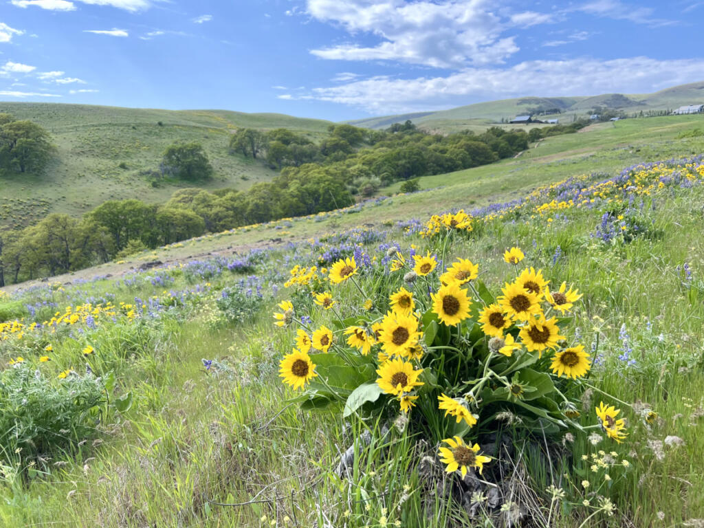 Lupine and balsamroot in bloom at vast, rolling Columbia Hills State Park in the eastern Gorge in April 2025. (Jessica Prokop/ The Columbian)