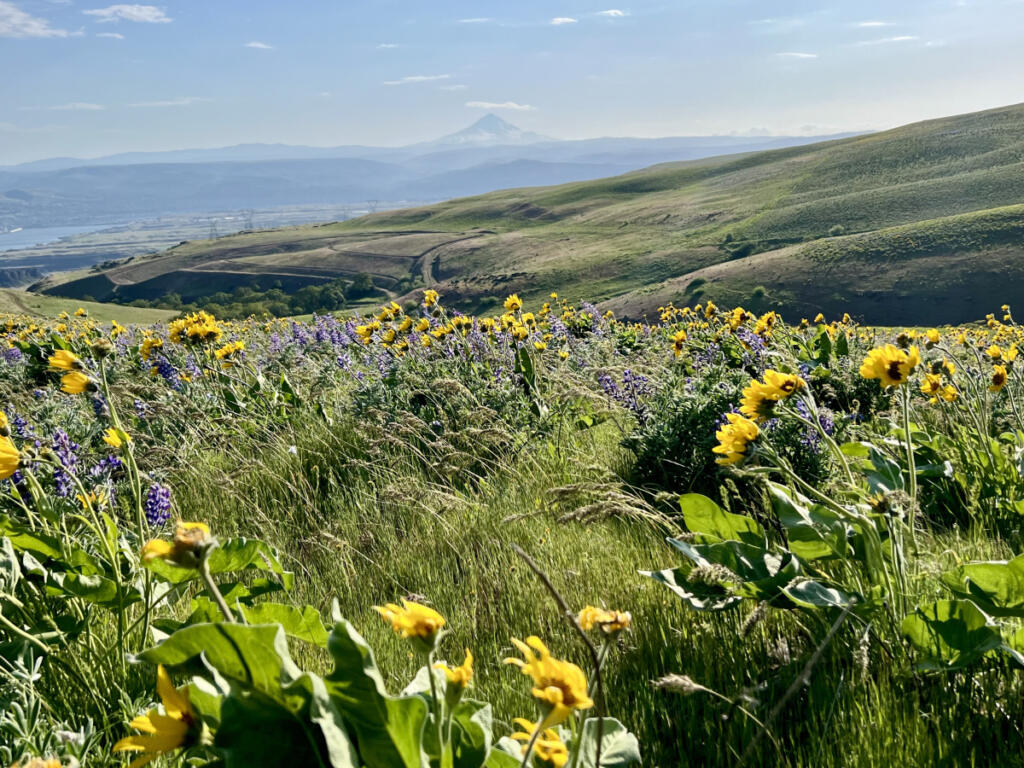Lupine and balsamroot whip in the wind at Columbia Hills State Park in the eastern Gorge in April 2025. (Jessica Prokop/The Columbian)
