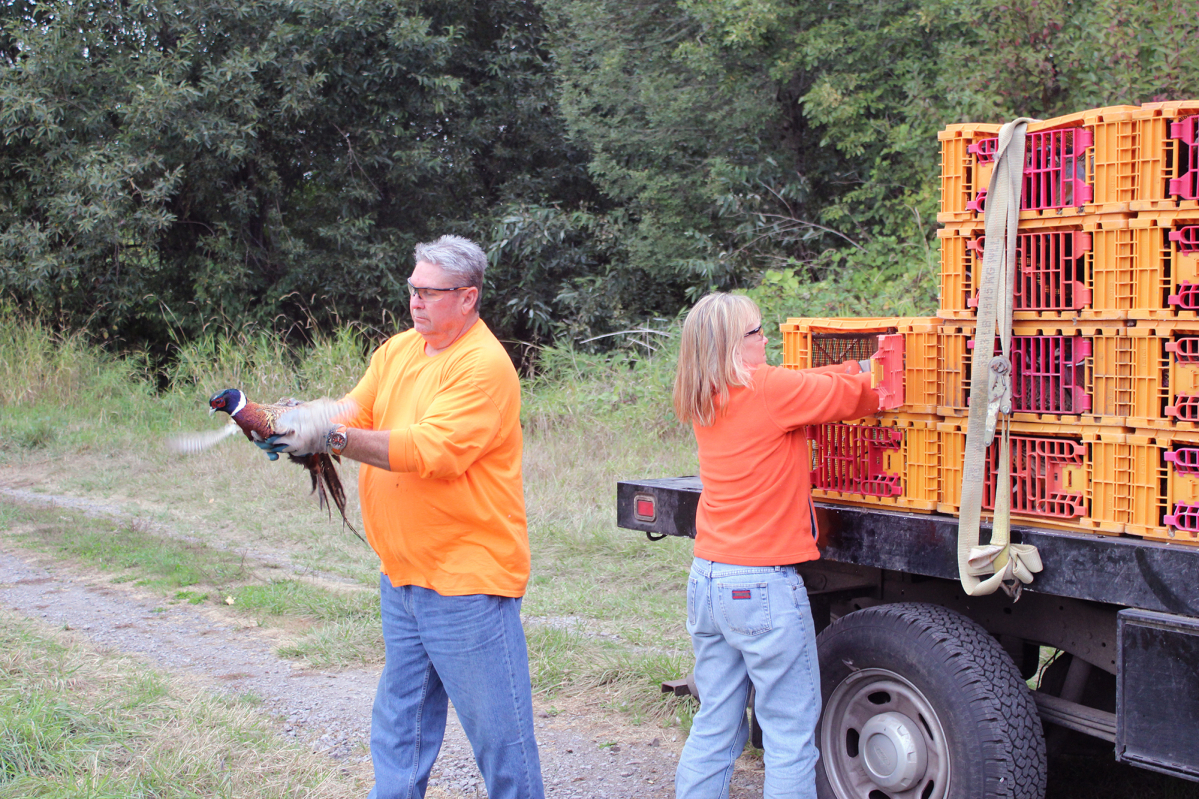 A volunteer with the Vancouver Wildlife League releases a pheasant into the Shillapoo Wildlife Area west of Vancouver. The pheasants are raised by the Bob Oke Game Farm for the Western Washington Pheasant Release Program. (Terry Otto for The Columbian)