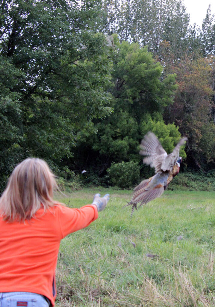 A pair of volunteers releases pheasants for the Western Washington Pheasant Release Program. The state-run game farm that raises the birds is attempting to mitigate issues related to groundwater pollution from the farm. (Terry Otto for The Columbian)