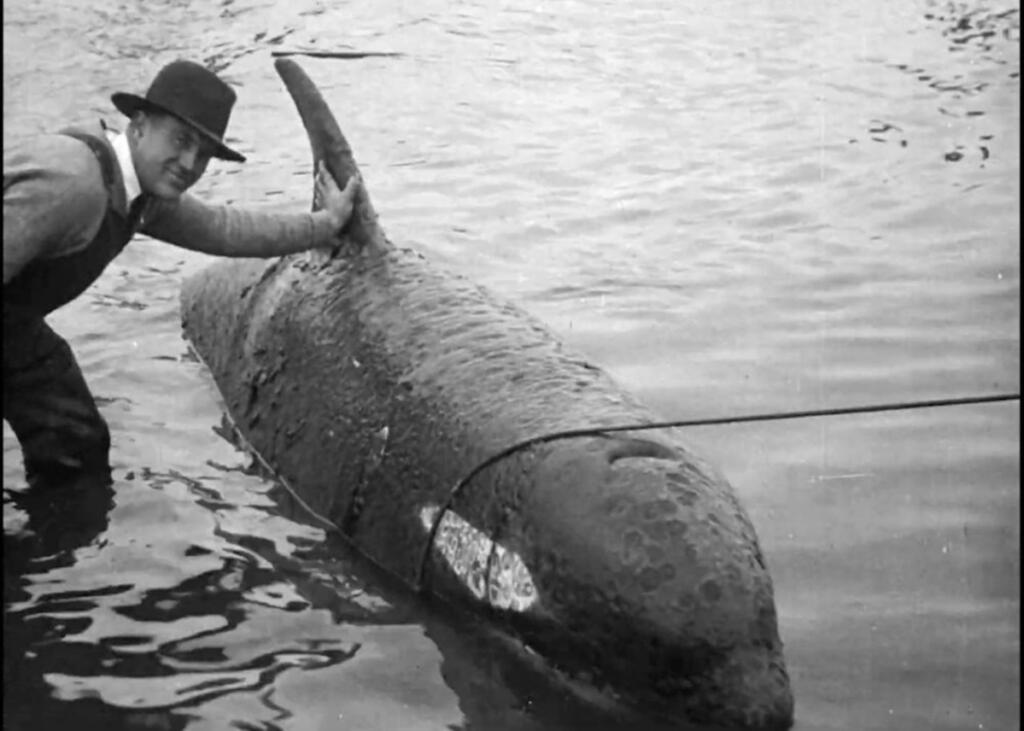 The man in the photo is often identified as James McCool, the Oregonian wildlife writer who reported a whale in the Columbia Slough on Oct. 12, 1931. Because McCool favored wildlife and conservation, the photo might be of one of the whale&rsquo;s killers, Edward Lessard. Observers of the playful orca lined both banks of the river and caused traffic backups. (Public domain)