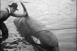 The man in the photo is often identified as James McCool, the Oregonian wildlife writer who reported a whale in the Columbia Slough on Oct. 12, 1931. Because McCool favored wildlife and conservation, the photo might be of one of the whale&rsquo;s killers, Edward Lessard. Observers of the playful orca lined both banks of the river and caused traffic backups. (Public domain)