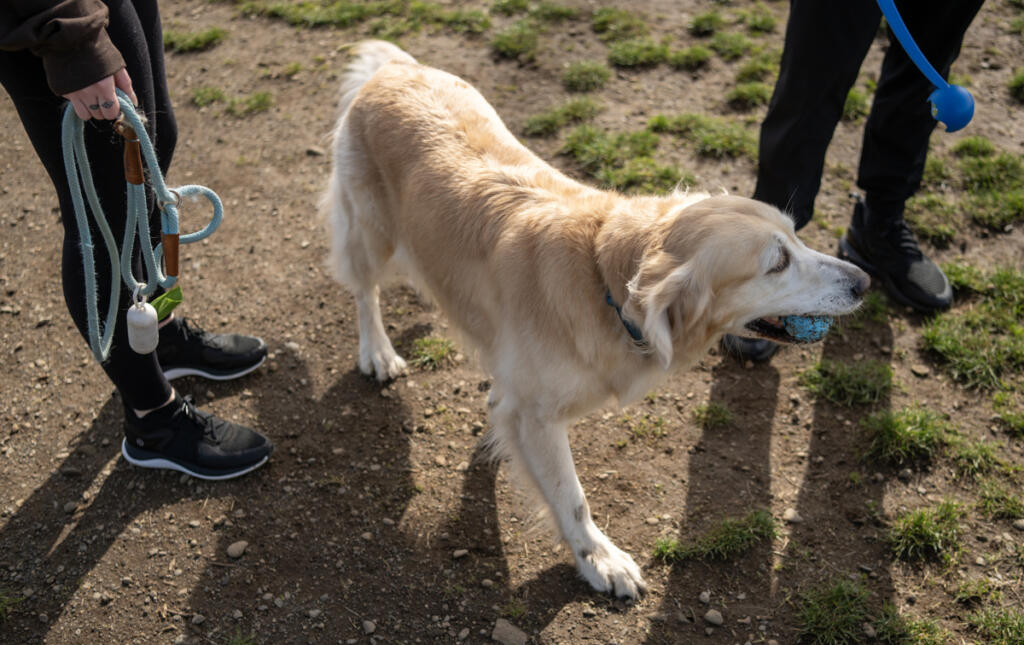 Paisley, a 6-year-old golden retriever, takes a stroll around Dakota Dog Park in Vancouver with her owners on Feb. 26. Many cities are trying to educate pet owners about the importance of picking up after their pets. (Taylor Balkom/The Columbian)