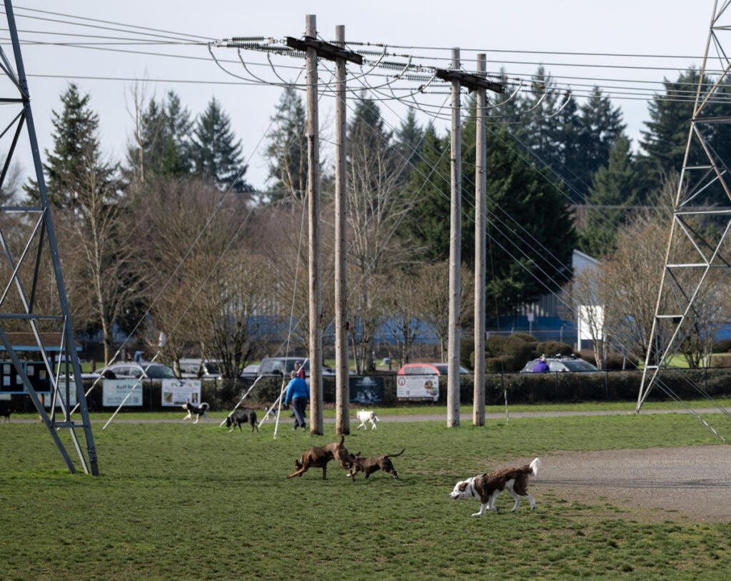 Dogs and people walk around on Feb. 26 at Dakota Dog Park in Vancouver. Vancouver and other cities are working to educate pet owners about the importance of picking up after their dogs. (Photos by Taylor Balkom/The Columbian)