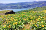 In spring, the Coyote Wall Recreation Area in the northeastern Columbia River Gorge bursts with wildflowers. (Scott Hewitt/The Columbian)