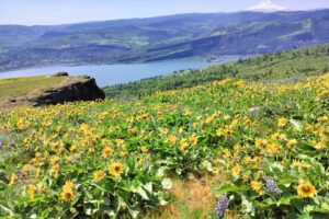 In spring, the Coyote Wall Recreation Area in the northeastern Columbia River Gorge bursts with wildflowers. (Scott Hewitt/The Columbian)
