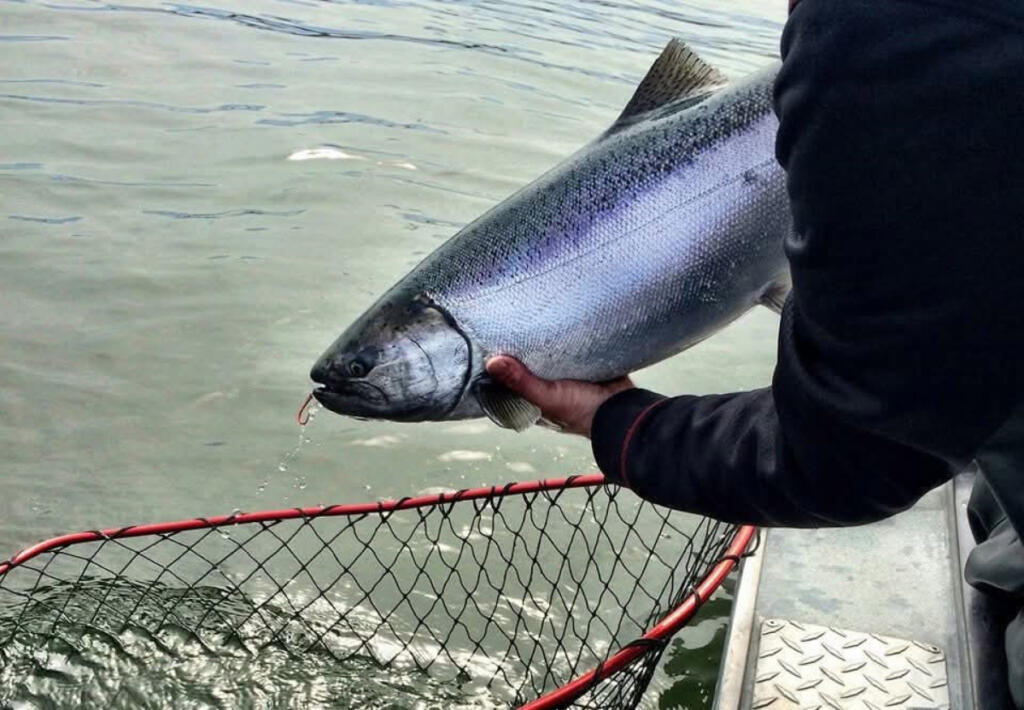 The prize that so many anglers are looking for, a Columbia River spring Chinook. There is a little over a week left before the retention season in the Columbia River ends, on April 8.