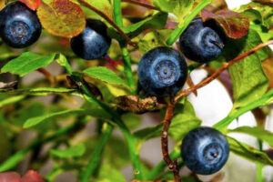 The U.S. Forest Service announced Tuesday that no commercial huckleberry permits would be issued in 2026. (The Columbian files)