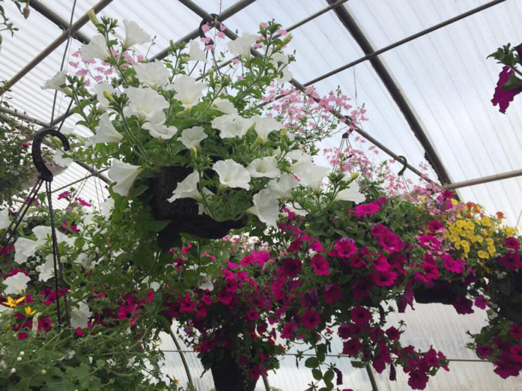 Battle Ground Schools will host its annual plant sale on eight different days and in three locations this year. Items for sale include beautiful, blooming hanging baskets. (The Columbian files)