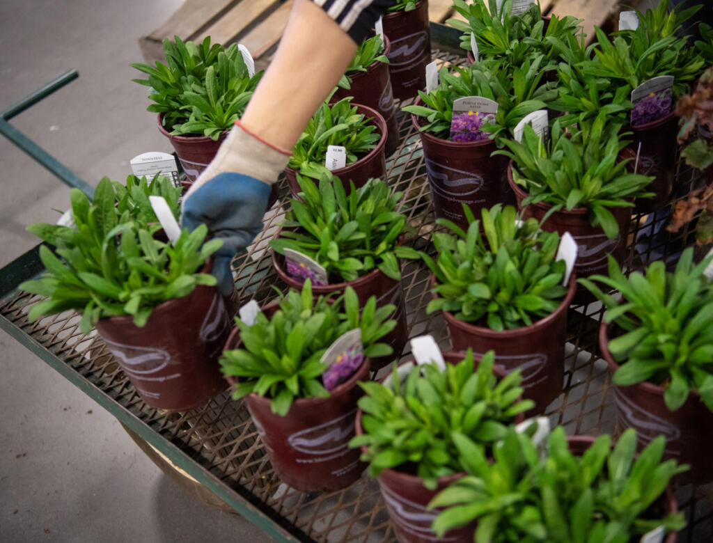 Plants are prepared for Clark Public Utilities&rsquo; Home & Garden Idea Fair at the Clark County Event Center. (The Columbian files)