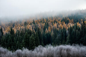 A foggy morning at Calispell Meadows on the Colville National Forest in northeast Washington. (Photo courtesy of U.S. Forest Service)