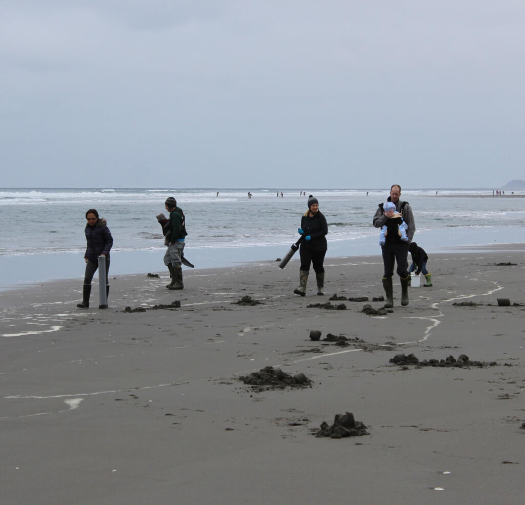 Daylight razor clam digs are a great time to get out with family, friends, and children. The usually calm weather in springtime, and better visibility make clamming with kids safer than at night. (Terry Otto for The Columbian)
