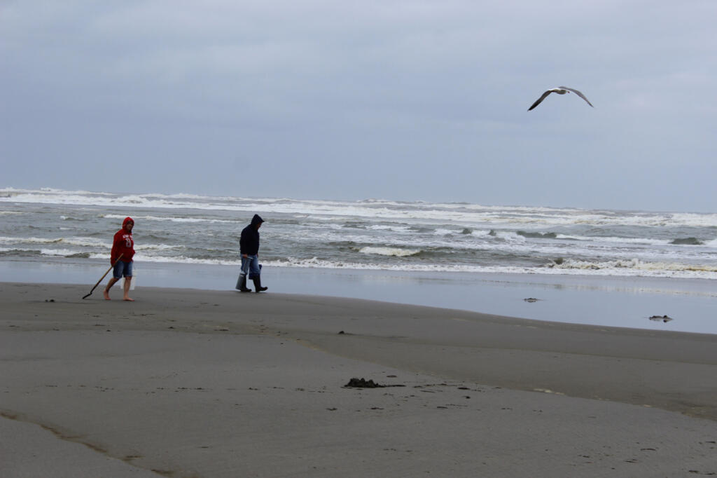 While night time digging for razor clams is a lot of fun, many clammers prefer the daytime digs that the springtime brings. The surf tends to be gentler, and spotting the shows can be easier. (Terry Otto for The Columbian)