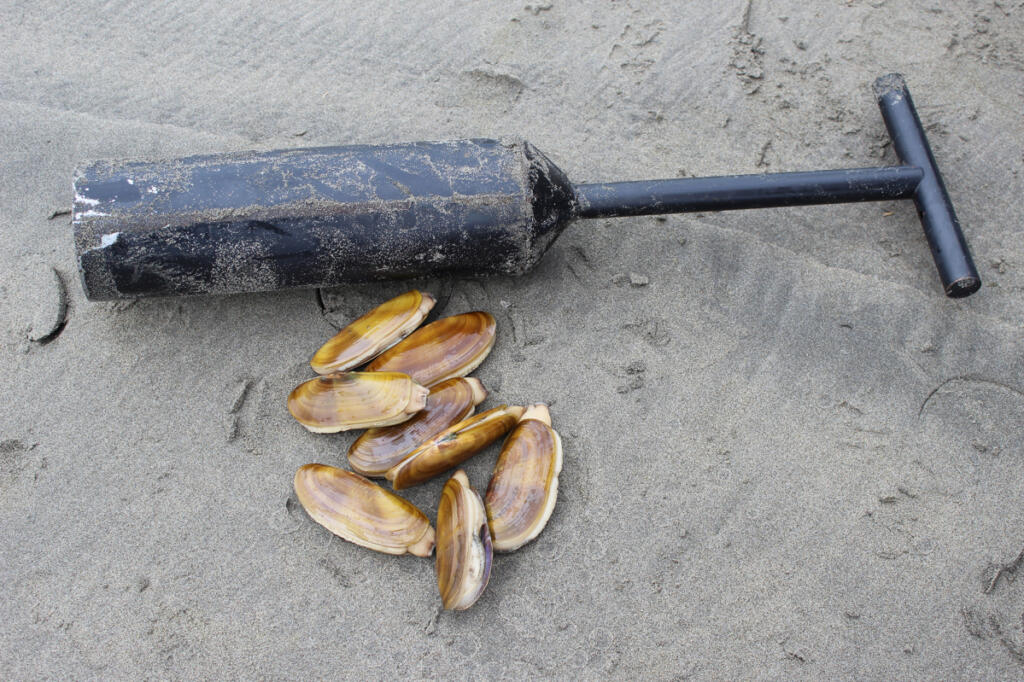 Clam beaches along the Washington coast.