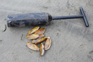Clam beaches along the Washington coast.