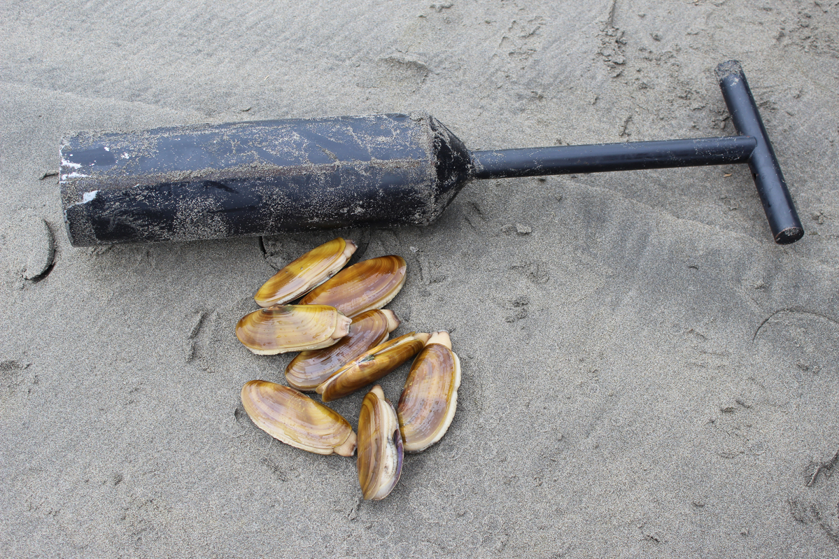 Clam beaches along the Washington coast.