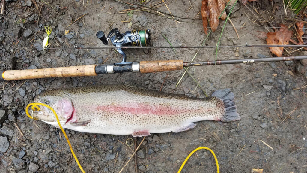 Along with the many fingerlings and catchable trout that were stocked out ahead of the April 25, 2026 opener, there have also been some trophy sized brood rainbows stocked, such as this 6-pounder taken in Icehouse Lake. (Terry Otto for The Columbian)