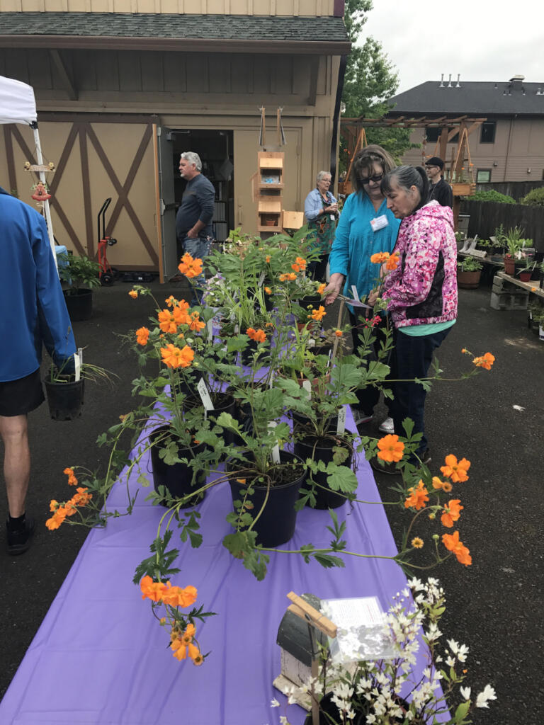 Plants for sale at the fair include evening primrose, lavender, iris, calla lilies, alstroemeria, hellebores, lilac, forsythia, violets and even a few camas lilies. (The Columbian files)