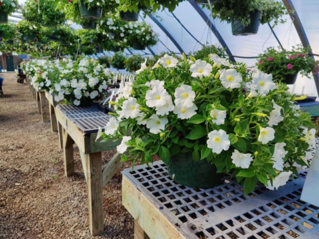 May 7 and 8 are the last two days of the plant sale at Prairie High School. Reserve your purchases online then pick them up at the greenhouse. (The Columbian files)