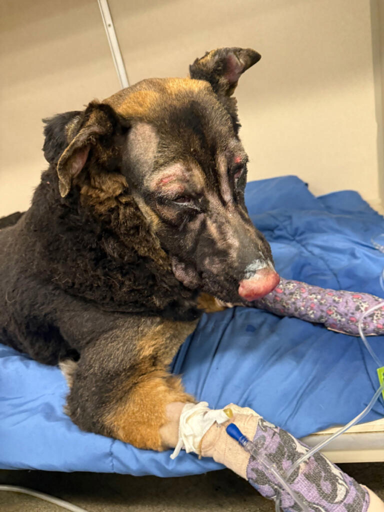 Munchie is recovering from a March 10 fire near Washougal with help from the West Columbia Gorge Humane Society. (Micki Simeone/West Columbia Gorge Humane Society)