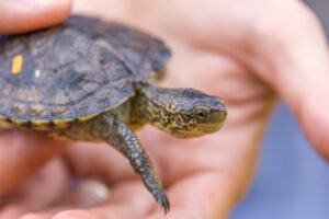 The Oregon Zoo released 22 northwestern pond turtles along the Columbia River Gorge this week. The zoo has been working with the Washington Department of Fish & Wildlife and other partners to catch, grow and release the endangered turtles in hopes of increasing their chances for survival in the wild. (The Columbian files)