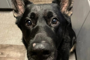 Dodger, a 7-year-old German shepherd, was shot and killed by an off-duty Skamania County sheriff&rsquo;s deputy May 6 outside his Clark County home. (Photo contributed by Lilly and Thomas Inglis)