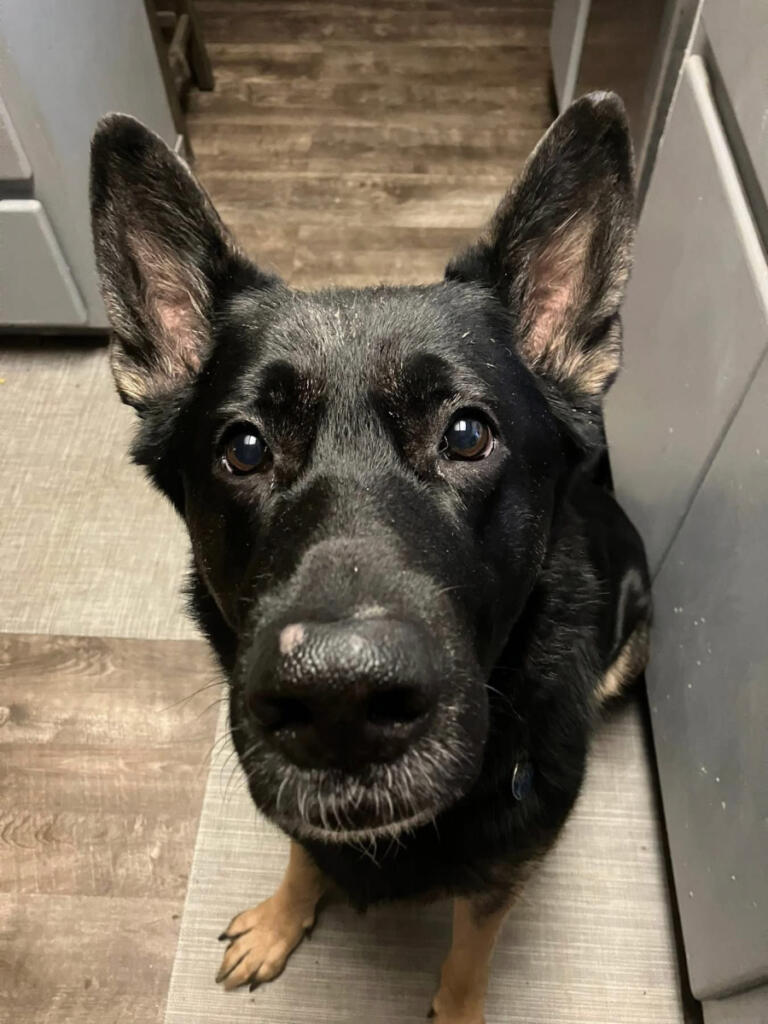 Dodger, a 7-year-old German shepherd, was shot and killed by an off-duty Skamania County sheriff&rsquo;s deputy May 6 outside his Clark County home. (Photo contributed by Lilly and Thomas Inglis)