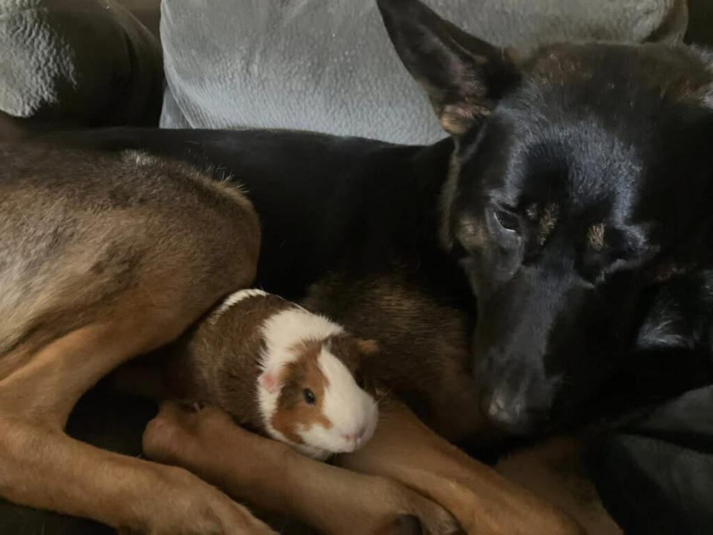 The owners of a 7-year-old German shepherd, shot and killed by an off-duty Skamania County sheriff&rsquo;s deputy, described their childhood pet, Dodger, as a &ldquo;gentle giant&rdquo; that was loving and friendly. (Photo contributed by Lilly and Thomas Inglis)
