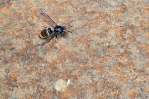 A yellow-legged hornet, considered highly invasive, was found at the Port of Vancouver during a grain inspection April 30. (Contributed by Washington State Department of Agriculture)