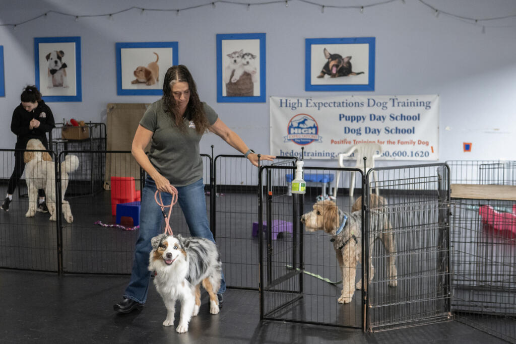 Katie High, owner and lead trainer at High Expectations Dog Training, takes a break with four-legged client Raine, 2, in Camas on Wednesday morning. The business provides comprehensive and tailored training programs for canines. (Amanda Cowan/The Columbian)