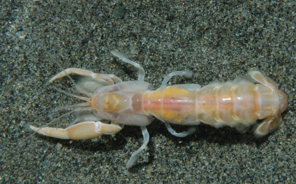 Although native to the Pacific Northwest, ghost shrimp have devastated hundreds of acres of oyster beds in Willapa Bay.
The shrimp burrow into the sediment, turning firm sand into mud, leaving oysters living in the sand to sink down and suffocate. University of Washington scientist Jennifer Ruesink recently released her research findings for a new method of reducing ghost shrimp numbers in the bay that combines vibration and pressure. (Contributed by Washington Department of Ecology)