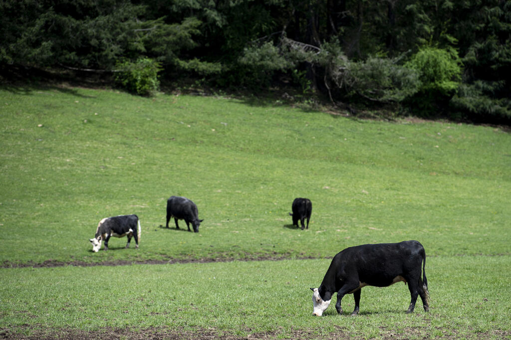 Cows graze at a dairy farm near Amboy on May 8, 2023. The Clark County Council has selected a new land-use map that would allow for the dedesignation of agricultural land to support future growth. At top, houses rise at the edge of Ridgefield in 2025. (Amanda Cowan/The Columbian files)