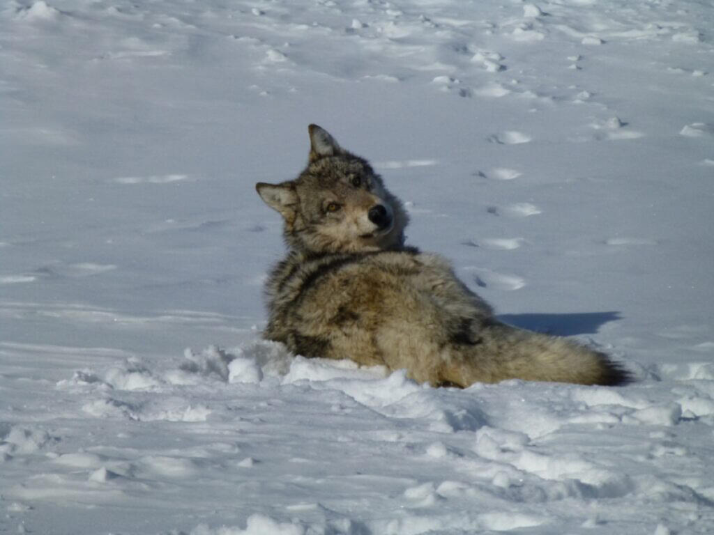 A gray wolf in snow. (Eric Cole/U.S. Fish and Wildlife Service)