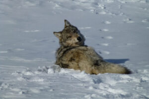A gray wolf in snow. (Eric Cole/U.S. Fish and Wildlife Service)