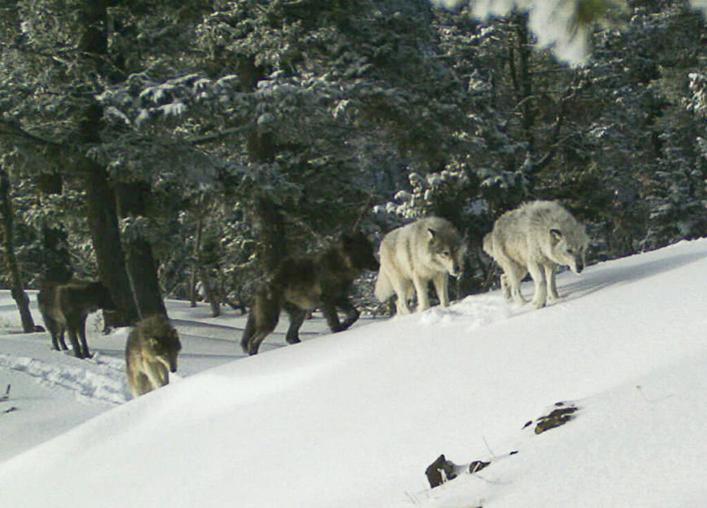 A wolf pack is captured by a remote camera in Northeast Oregon in 2017. (Oregon Department of Fish and Wildlife files)