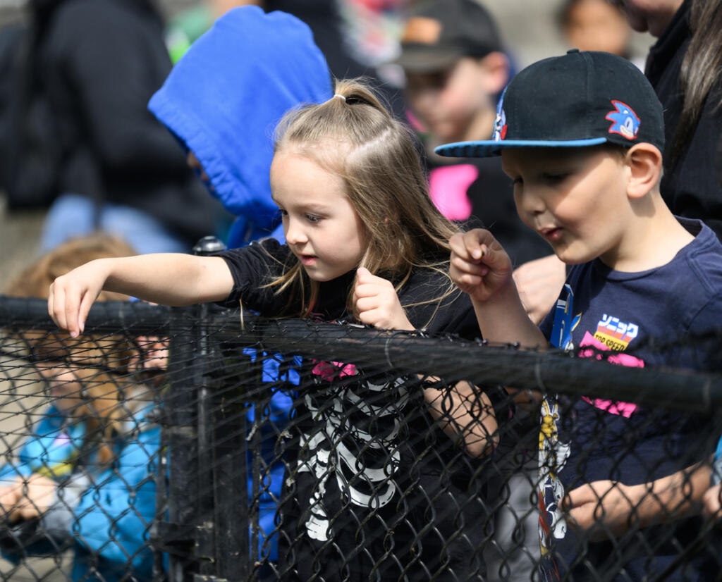 Crestline Elementary first graders Olivia Eck, left, and Ben Riley feed fish May 19 during a field trip at the Columbia Springs Vancouver Trout Hatchery. (Taylor Balkom/The Columbian)