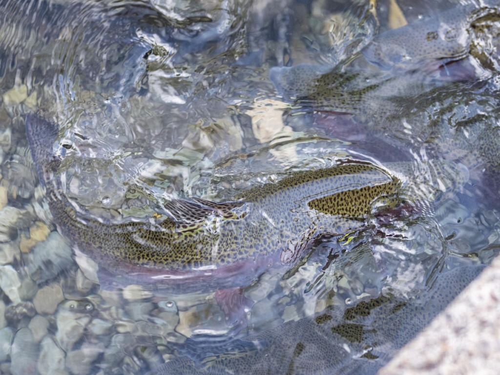 Adult rainbow trout swim around a holding pond May 19 at the Columbia Springs Vancouver Trout Hatchery. (Taylor Balkom/The Columbian)