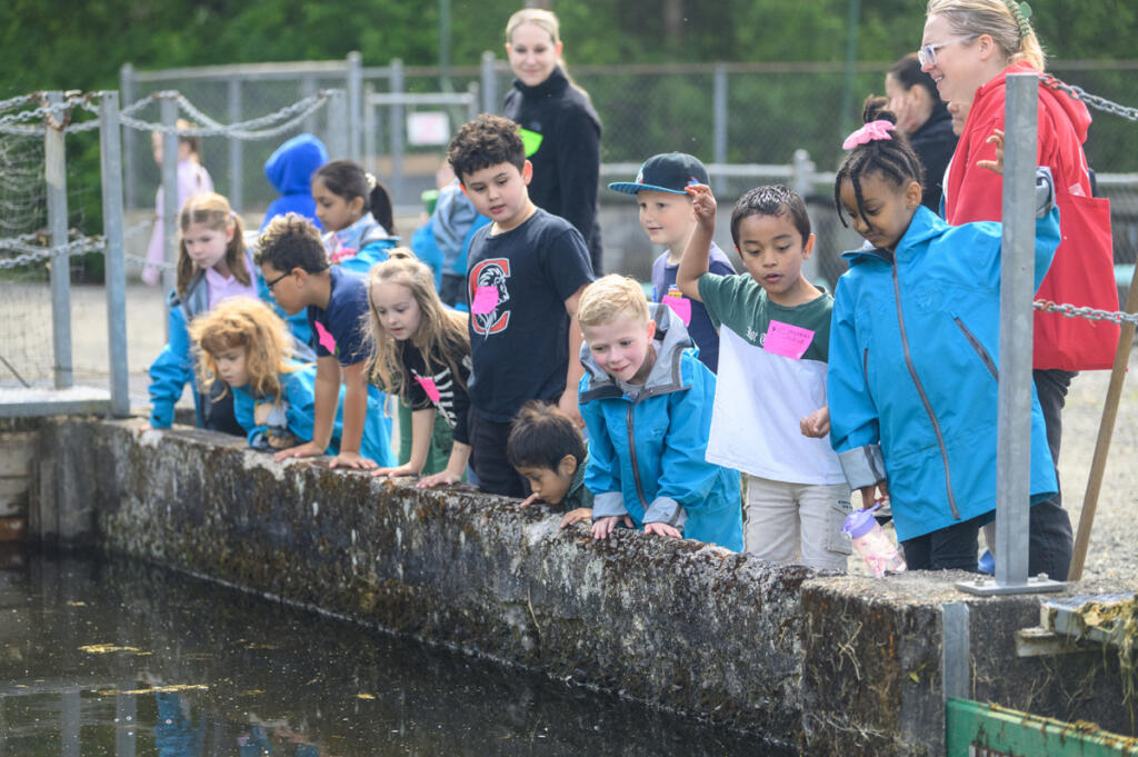 Crestline Elementary first graders look at fish in a holding pond May 19 during a field trip to the Columbia Springs Vancouver Trout Hatchery.