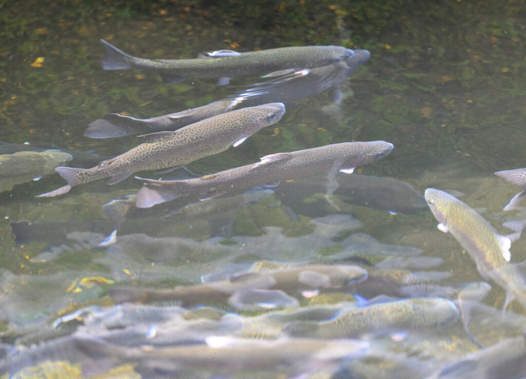 Trout swim around a raceway May 19, at the Columbia Springs Vancouver Trout Hatchery. (Taylor Balkom/The Columbian)