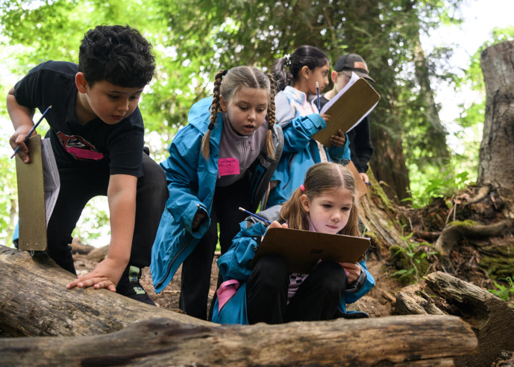 Crestline first graders Isaias Ramos, from left, Preslie Miller and Ellie Scharer search for bugs as part of a scavenger hunt May 19 during a field trip at the Columbia Springs Vancouver Trout Hatchery. (Taylor Balkom/The Columbian)