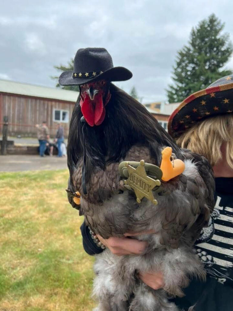 A chicken dressed as a sheriff turned heads at the 2025 Chicken Fashion Show in Yacolt. (Contributed by Jordana LaSalle)