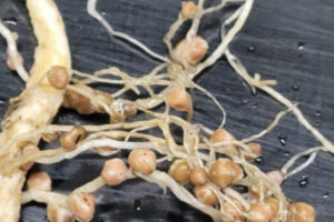 When rhizobia bacteria colonize plant cells, they trigger the development of pink nodules on their roots that maintain the right conditions for the bacteria to convert nitrogen from the air into a form usable to the plant. Washington State University Vancouver associate professor Stephanie Porter and her research team created a new technique that enables the conversion of bacteria that lack the genes needed into new strains. (Photos contributed by Stephanie Porter/WSU Vancouver)