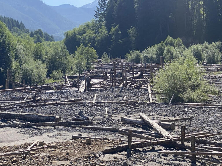 Logs in and along the South Fork Toutle River are seen Thursday. As the river rises during the wetter fall and winter months, the structures will provide shelter to juvenile salmon, help divert stream flow and reduce flood risks.