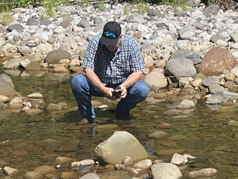 Steve Manlow, executive director of the Lower Columbia Fish Recovery Board, looks at a frog egg mass he found in a side channel along the South Fork Toutle River on Thursday. The Lower Columbia Fish Enhancement Group is using helicopters to bring in logs and root structures needed for its habitat-restoration work along the river.