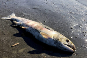 This July 2019 photo provided by Peter Westley shows the carcass of a chum salmon along the shore of the Koyukuk River near Huslia, Alaska. Salmon carcasses can be deadly for canines. (Associated Press files)